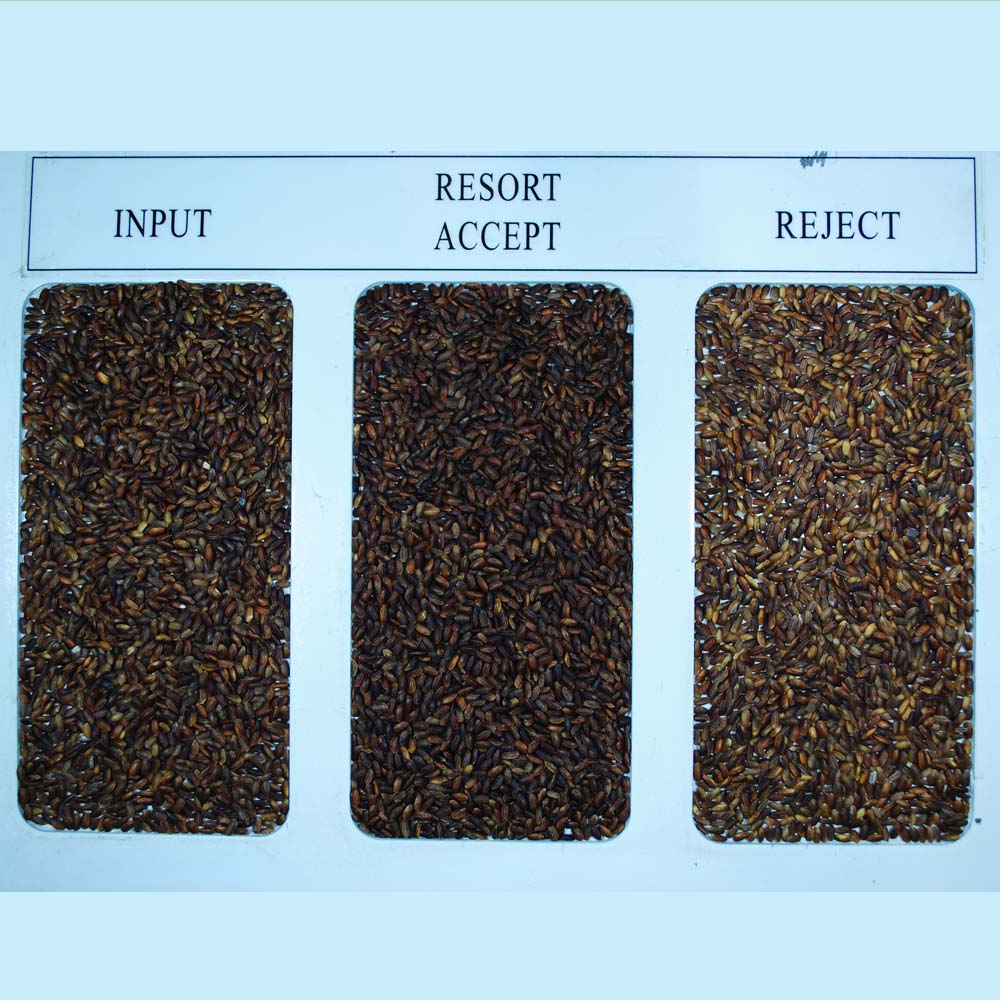 Kết quả phân loại màu hạt gạo lức