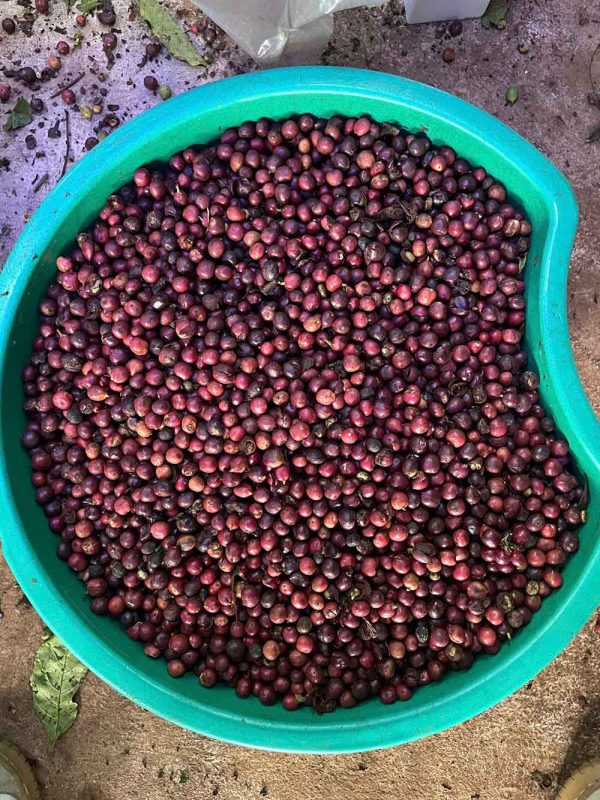 bàn giao máy bắn màu cà phê tươi SG-WB300S