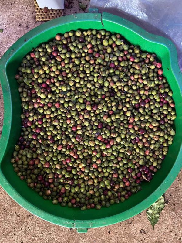 bàn giao máy bắn màu cà phê tươi SG-WB300S